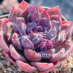 Merry project - メルカリShops