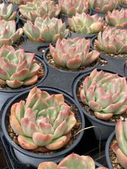 抜き苗 フロリアナ錦 MY49×18株 ふっくら 多肉植物 エケベリア サボテン 韓国苗 新入荷