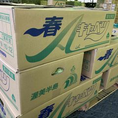 愛知産　春キャベツ　8玉