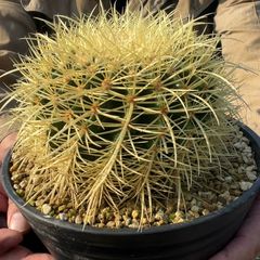 【鉢ごと発送】【送料込】 サボテンの王様！金色サボテン / 金鯱（キンシャチ） 7寸 平鉢21号 / 【現品】25-7-5-10