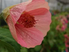 アンブレラ アブチロン 中性種 苗 花弁にグラデーションカラー 花の館オリジナル品種