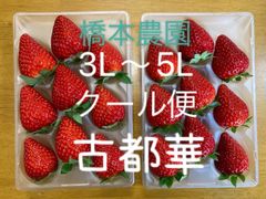 クール便　古都華　3L〜5L 大きめ　いちご　奈良県　橋本農園　コトカ　ことか