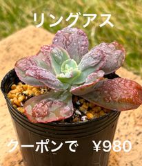 多肉植物  レア苗  リングアス  コブエケ