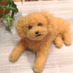 トイプードル♡アプリコット