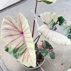【希少　極斑入り】　コロカシア　ファーストピンク　colocasia first pink