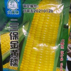 とうもろこし　種　三保黄金糯　25粒　粘玉米 モコモコとうもろこし