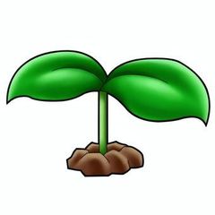 Mori様向け＜野菜の種＞２０粒　ブラックピーナッツ　黒落花生　ラッカセイx2