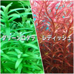 グリーンロタラ、ロタラレディッシュ水上葉　各10本