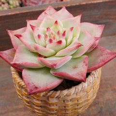 JU005	エコラ	【イータニク】多肉植物　韓国苗　第四種郵便発送