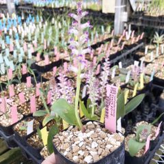 ラケナリア カルノーサ Lachenalia carnosa EQ1105 通販 実生 2.5号 ケープバルブ 南ア 球根 エリオクエスト