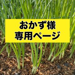 おかず様専用ページ‼️玉ねぎ苗