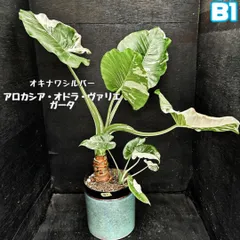 希少大株・子株モリモリ・アロカシア・オキナワシルバー/幹立ちタイプA９ 希少大株・子株モリモリ・アロカシア・オキナワシルバー/幹立ち