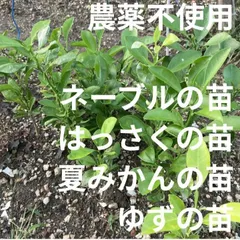 【農薬不使用】ネーブルオレンジの苗 はっさくの苗 ゆずの苗 夏みかんの苗 抜き苗 シンボルツリーに☆