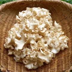 天然きのこ102　ハナビラタケ、カラカサタケ