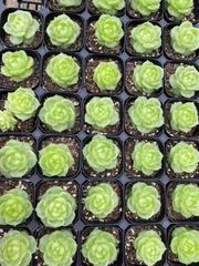 抜き苗 レイヨウジュニー MY68×40株 ふっくら 多肉植物 エケベリア サボテン 韓国苗 新入荷