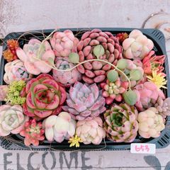 多肉植物 寄せ植えset♡653