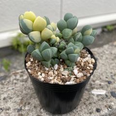 速達＊多肉植物 コルプスクラリア レーマニー錦 抜き苗