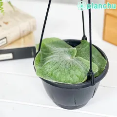 2025年最新】スパーバムの人気アイテム - メルカリ