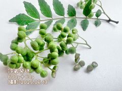 【終盤10%OFF】冷蔵発送　夢農場　実山椒　600g+60g　長野県産　朝倉山椒