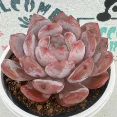 多肉植物 10cm超 ❁︎モンロー錦 未発根 【公式通販】