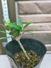 オリーブの木　セビラノ　レア品種 オリーブの木 セビラノ レア品種 オリーブの木 セビラノ レア品種