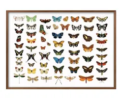 09174昆虫 A3 サイズ ポスター アート おしゃれ 絵画 インテリア 北欧 イラスト マット紙 艶消し アートパネル 額 フレーム デザイン 壁掛け ギフト 新築祝い ディスプレイ 