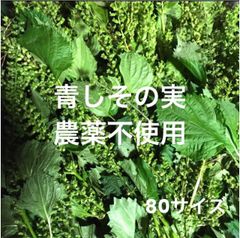 青しそ　しその実　紫蘇の実　大葉　農薬不使用　80サイズ