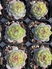 抜き苗 タンシンL10 MY31×40株 ふっくら 多肉植物 エケベリア サボテン 韓国苗 新入荷