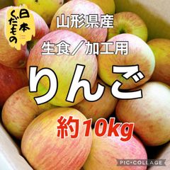 10kg　生食／加工用りんご　山形県産　サイズ品種おまかせ　地域限定配送