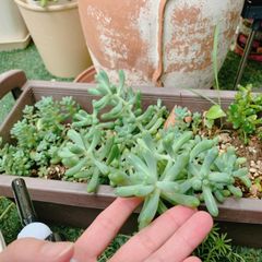 期間限定価格！】多肉植物 センペルビウム お任せセット ガーデニング