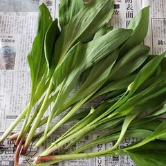 予約　天然山菜・【葉が開いた】行者ニンニク５ｋｇ（大小バラ詰め）
