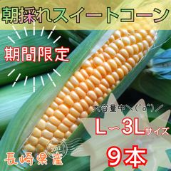 期間限定　スイートコーン　とうもろこし　朝採れ　9本　長崎県産　常温発送