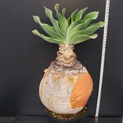 f*u様 オークション！ 特大 ブーファン ハエマンソイデス 現地株 現地球 塊 2025年最新】ハエマンソイデスの人気アイテム - メルカリ