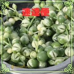 ひよこモリモリ♡斑入りグリーン（マーブル）ネックレスメルカリ便で d34424580d9d774188856752304a72