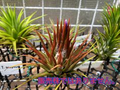【ネコポス】チランジア イオナンタ ストリクタ　Tillandsia ionantha var. stricta　キンクマ農園☆T0129