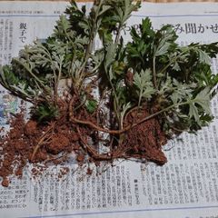 わらび苗(紀伊山地)10本 - メルカリ