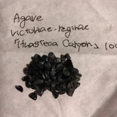 【種子100粒】アガベ・ビクトリアエレギナエ「ワステカキャニオン」 Agave victoriae-reginae 'Huasteca Canyon'