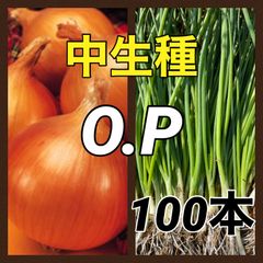 玉ねぎ苗‼️各種‼️ソニック、赤玉ねぎ、ネオアース、OP、もみじ3号、ケルタマ