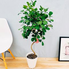 ［現品］【希少】87番　フィカス　トライアンギュラリス　曲がり　8号　観葉植物　室内　大型　レア　ゴムの木　おしゃれ
