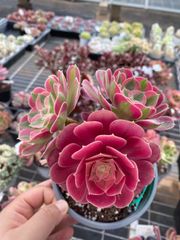 限定特価 超人気商品【1鉢の土鉢付きセット】花団錦！ 多肉植物