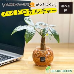 観葉植物 ハイドロカルチャー パキラ オレンジゼオライト 土を使わない ミニ 観葉 母の日 誕生日 初心者 小さい おしゃれ 開店祝 風水 卓上 玄関 インテリア リビング 送料無料