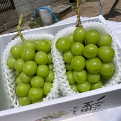 贈答用❗️化粧箱入❗️送料無料❗️贈答用　岡山県産　シャインマスカット