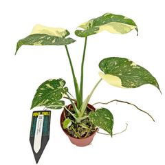 お*で様 モンステラ 黄金葉 ゴールドリーフ フルムーンゴールド lsw308