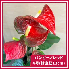 2025年最新】アンスリウムレッドの人気アイテム - メルカリ