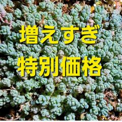 多肉植物セダム　ダシフィルム50カット【育成説明書付】