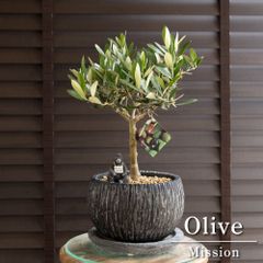 オリーブ 創樹 souju ミッション 7号鉢つき 幹太❗ ④ オリーブ 創樹