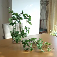 シサス　ガーランド　マジカルウォーター　インテリア　観葉植物　開店祝い　アンティーク風花器　125