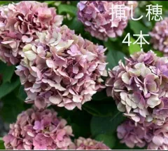 2023年最新】秋色紫陽花挿し穂の人気アイテム - メルカリ