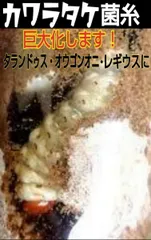 カワラタケ菌糸の人気アイテム - メルカリ