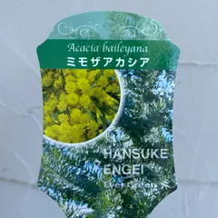 2026年最新】ミモザアカシアの人気アイテム - メルカリ